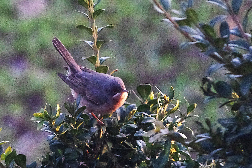 Sterpazzolina si ma ... quale?